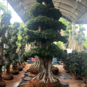 growing on riverbanks and seawalls high Banyan trees