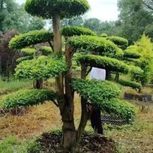 140cm tall banyan tree for windproof and sand fixation