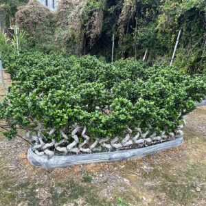Various heights of Ficus microcarpa that can be sculpted into different shapes