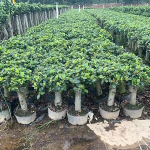 Various heights of potted banyan trees