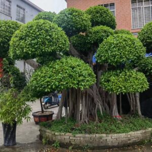 1-meter-high spherical crown Outdoor green banyan tree
