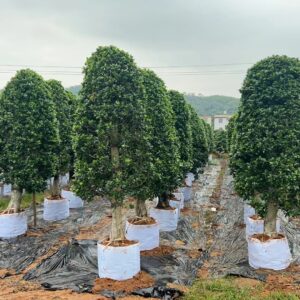 2-meter-high circular crown green banyan tree