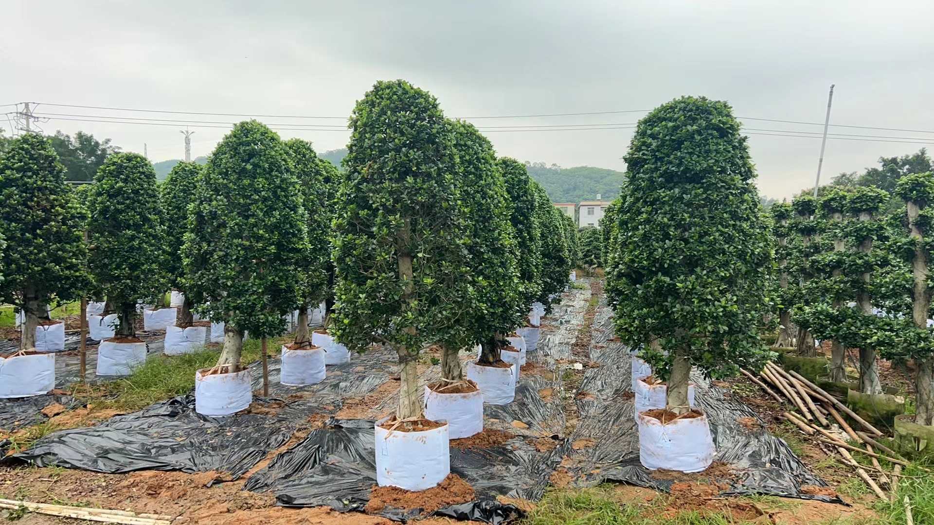 2-meter-high circular crown green banyan tree