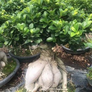 Banyan trees  for improve air quality  indoors