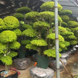 Cage shape 200-250cm height small-leafed banyan