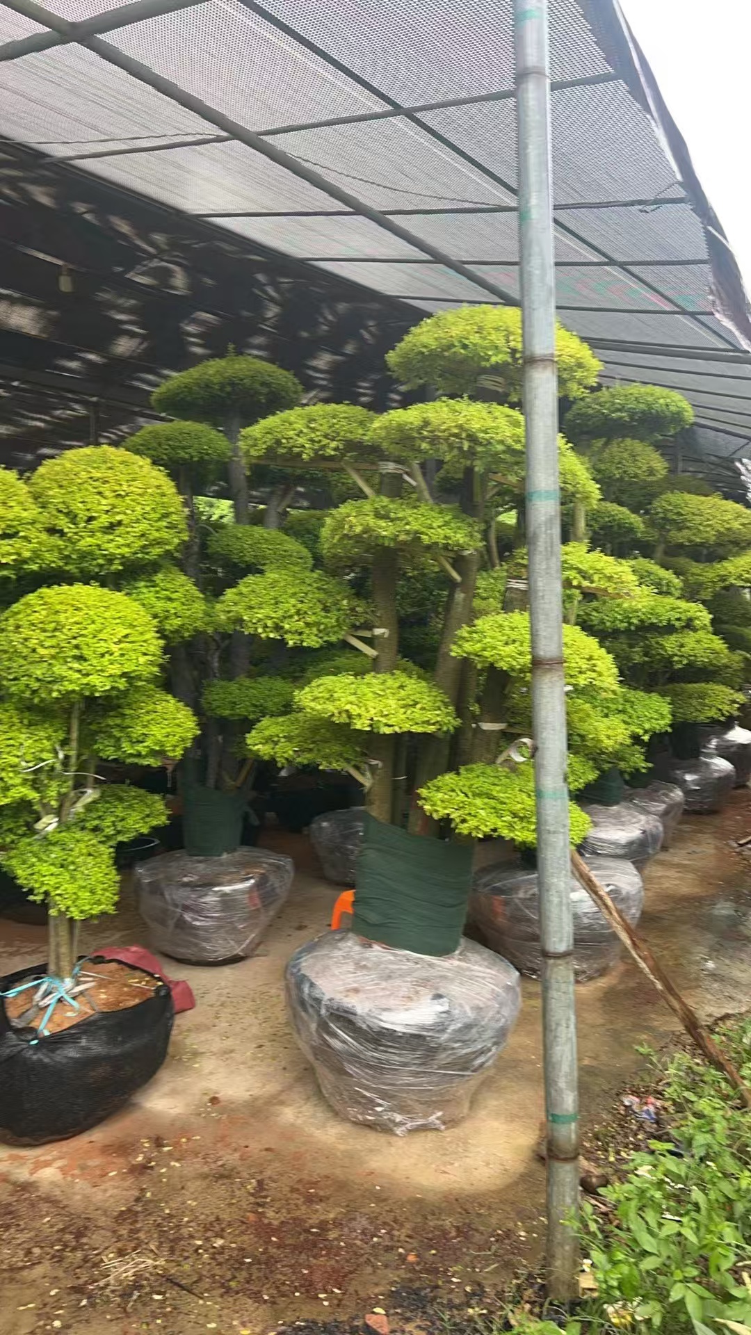 Cage shape 200-250cm height small-leafed banyan