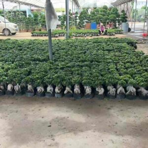 10cm pot 100g mini ginseng ficus bonsai bulk