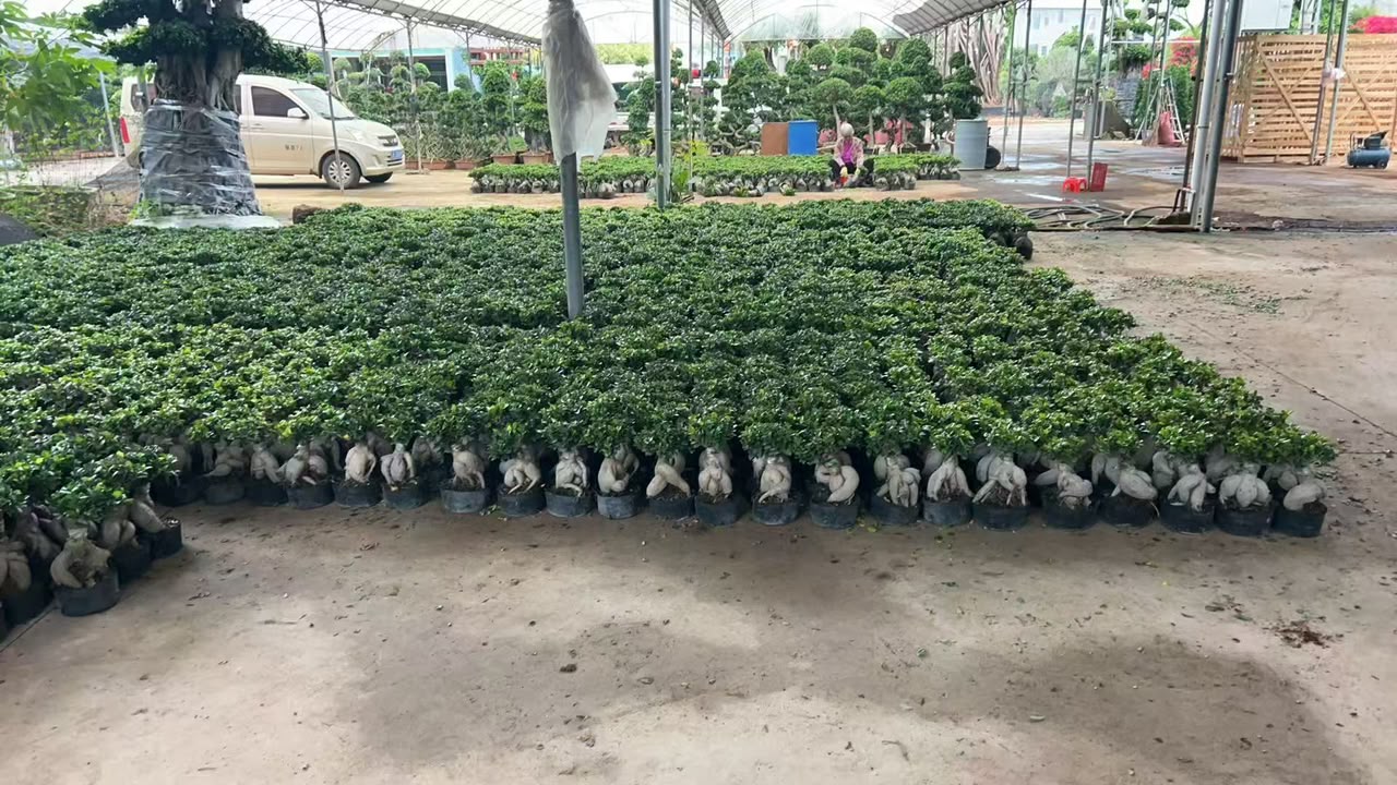 10cm pot 100g mini ginseng ficus bonsai bulk