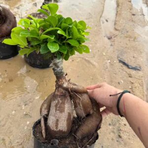 10cm pot 100g small thick caudex ginseng ficus bonsai
