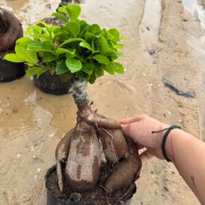10cm pot 100g small thick caudex ginseng ficus bonsai