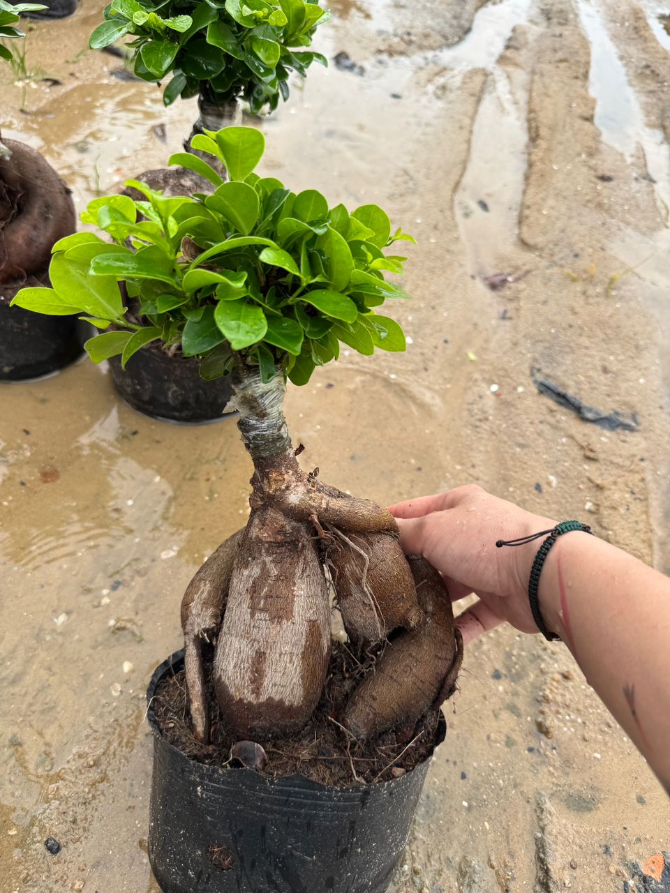 10cm pot 100g small thick caudex ginseng ficus bonsai