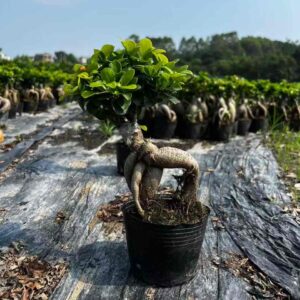 14cm pot 250g large exposed root ginseng ficus
