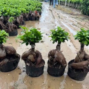 14cm pot 250g twisted root indoor ginseng ficus