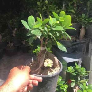 180g twisted caudex indoor ficus microcarpa