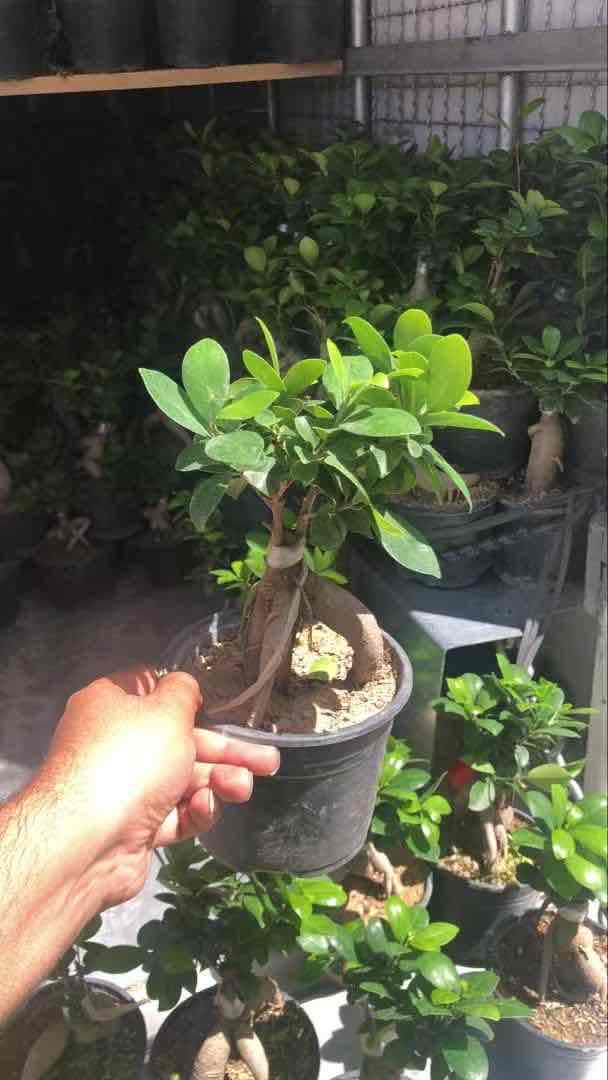 180g twisted caudex indoor ficus microcarpa