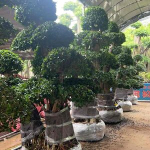 2.8m export packed multi stem tiered ficus