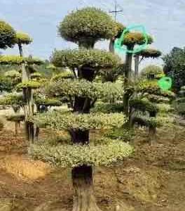 2.8m light yellow variegated step cloud villa ficus.pic