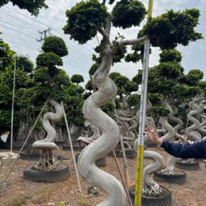 2.8m s spiral single trunk ficus bonsai