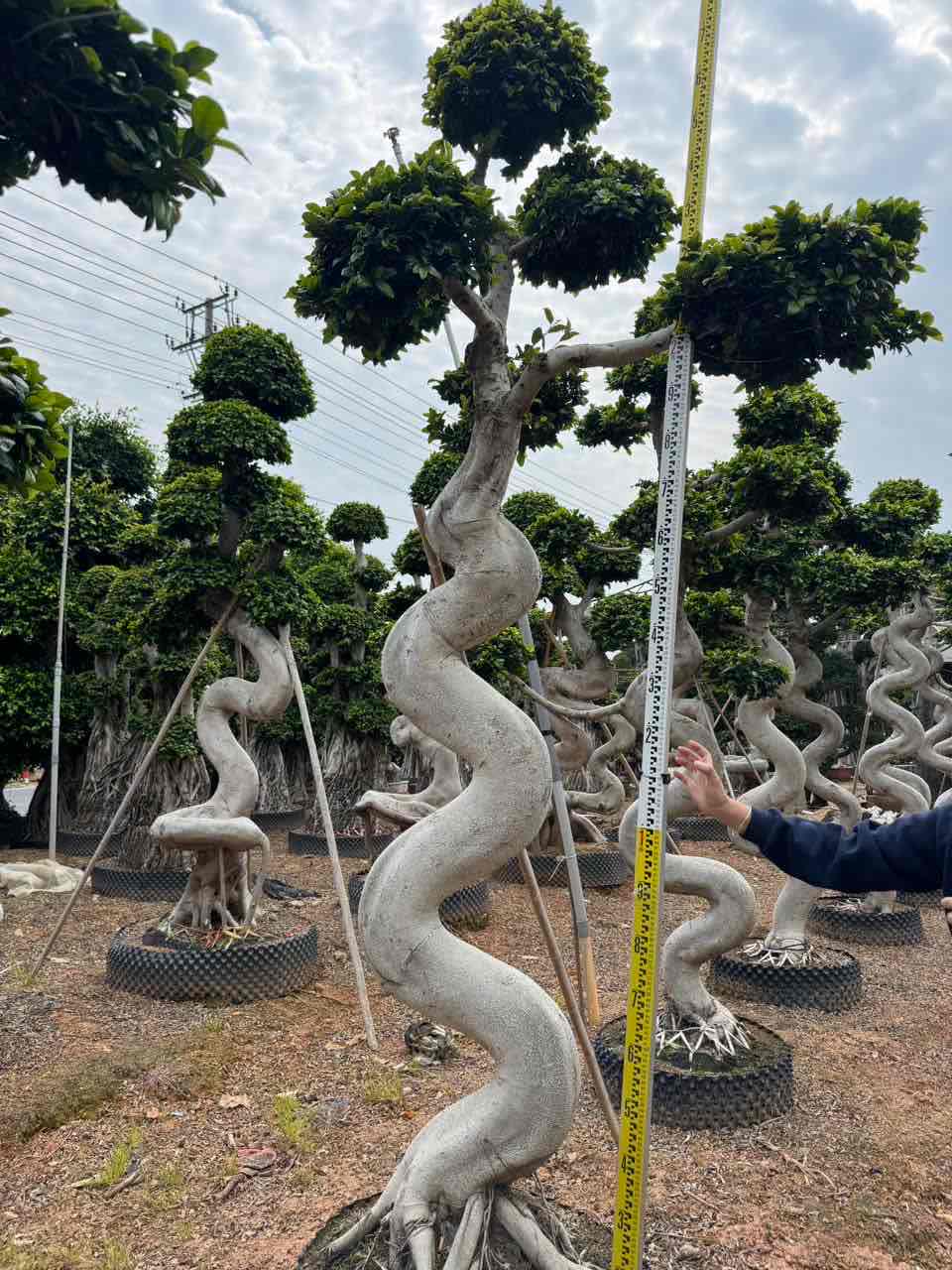 2.8m s spiral single trunk ficus bonsai