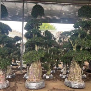 2.8m tall tiered export packed ficus bonsai