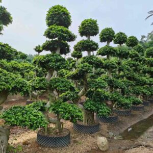 2.8m winding trunk tiered topiary ficus
