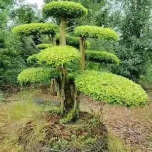 2.9m light yellow multi layer mushroom park ficus.pic