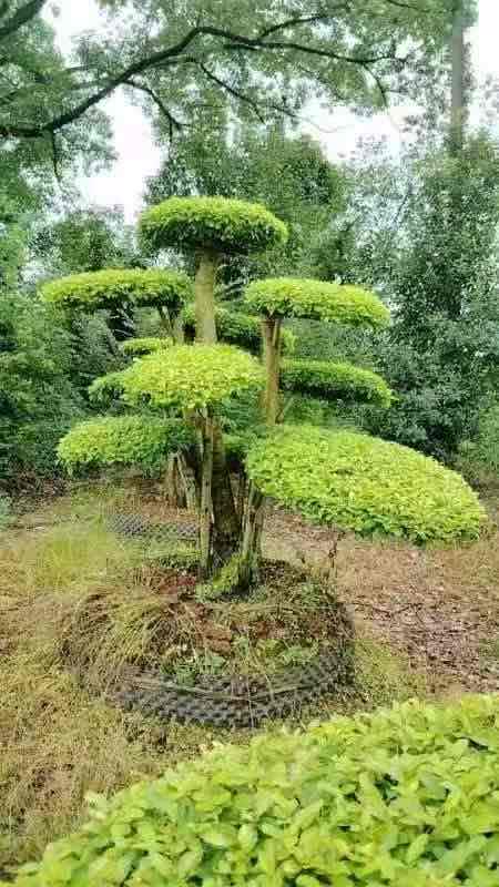 2.9m light yellow multi layer mushroom park ficus.pic