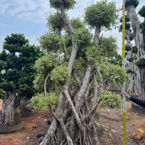 2.9m variegated woven trunk ficus
