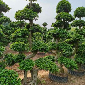 2.9m winding curved trunk tiered ficus