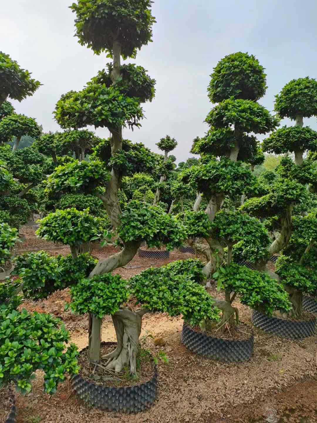 2.9m winding curved trunk tiered ficus