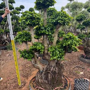 2m multi cloud root ficus microcarpa
