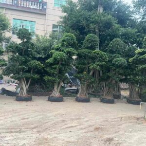 3.0m aerial root multi ball landscape ficus