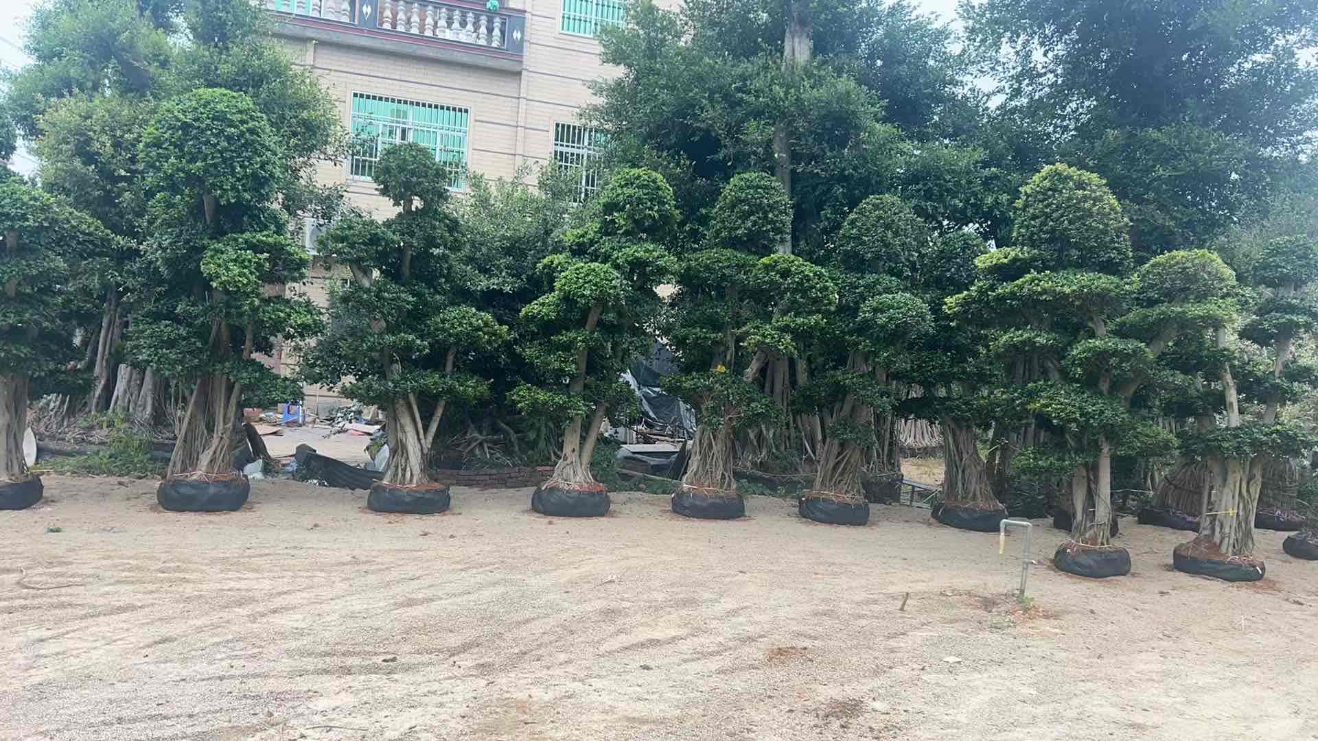 3.0m aerial root multi ball landscape ficus