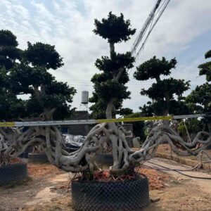 3.0m hanging art root landscape ficus