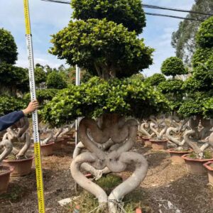 3.0m heart shape twisted trunk ficus