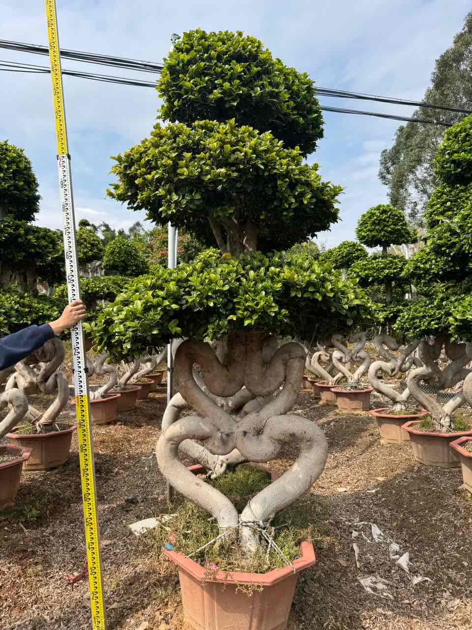 3.0m heart shape twisted trunk ficus