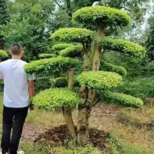 3.0m horizontal multi layer cloud ficus specimen tree.pic