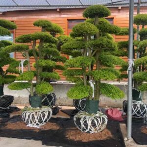 3.0m multi stem tiered cloud ficus tree