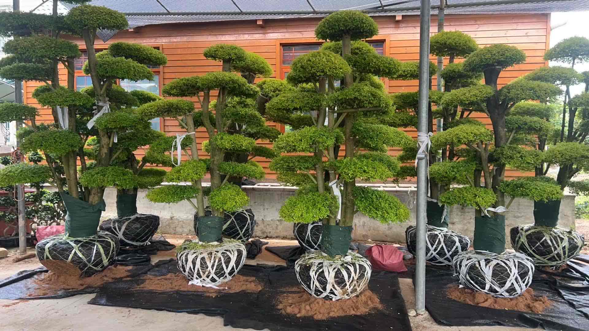 3.0m multi stem tiered cloud ficus tree
