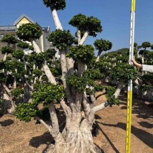 3.1m multi branch cloud canopy ficus