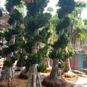 3.1m vertical tiered aerial root ficus microcarpa