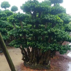 3.2m big stump vertical multi ball ficus