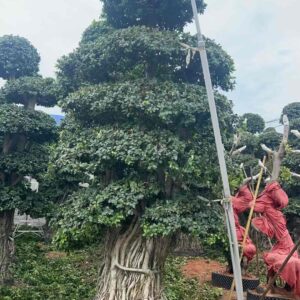 3.2m giant exposed root multi layer landscape ficus