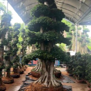 3.2m giant multi trunk layer park ficus shade tree