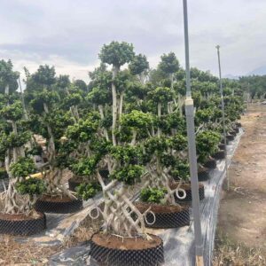 3.2m intertwined root vertical multi ball ficus