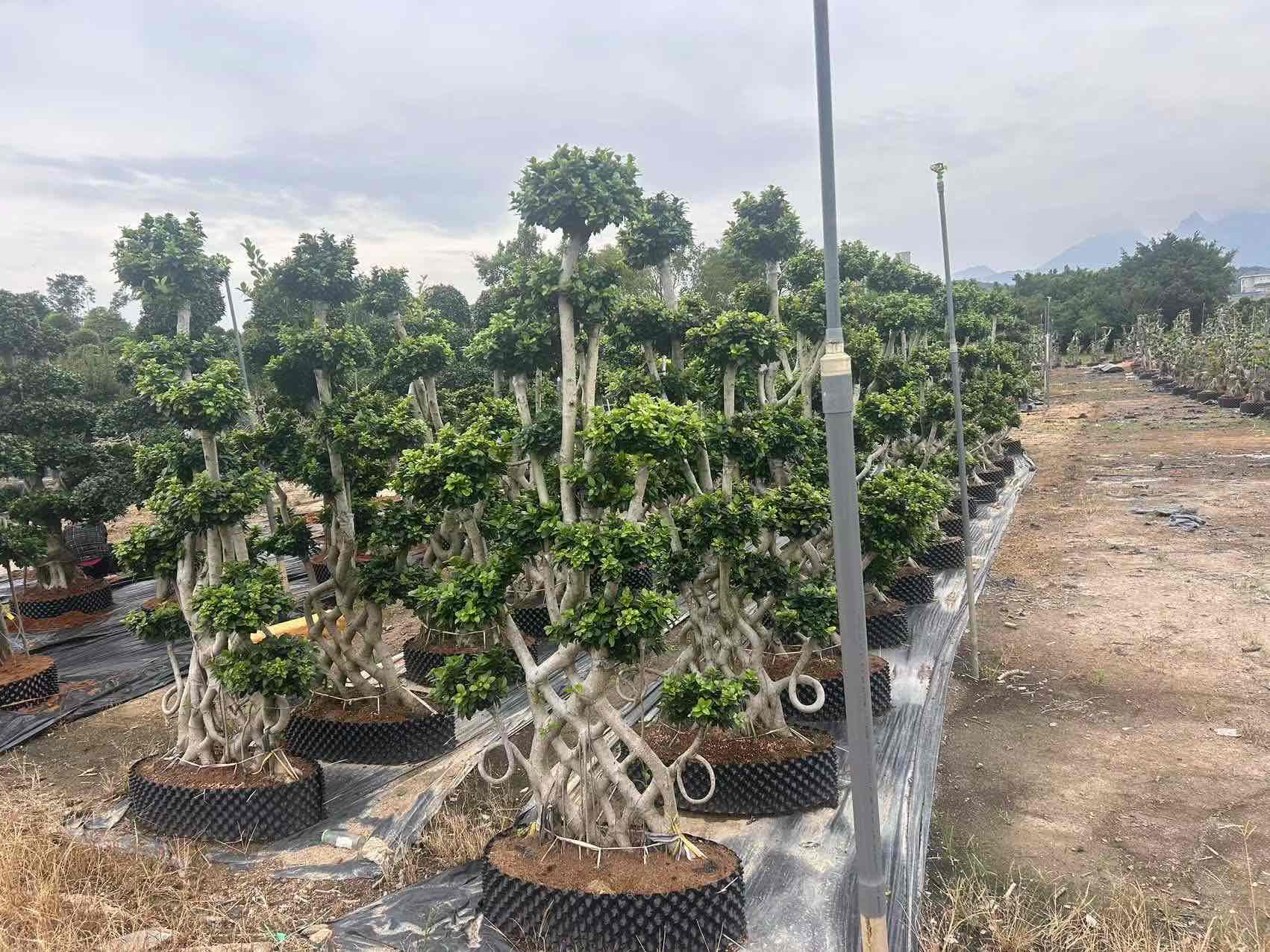 3.2m intertwined root vertical multi ball ficus
