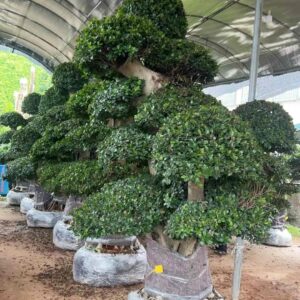 3.3m giant stump multi layer landscape ficus tree