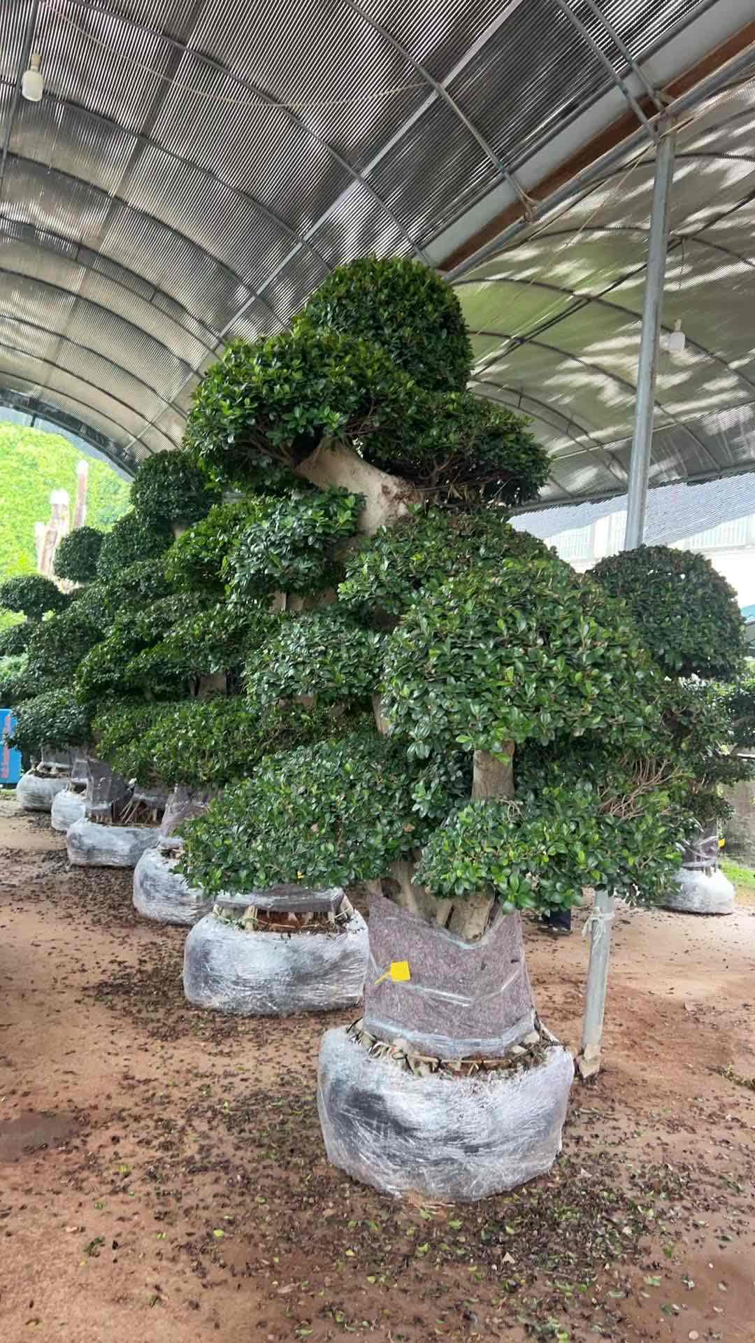 3.3m giant stump multi layer landscape ficus tree
