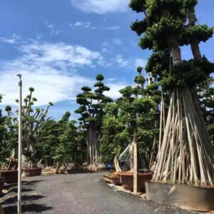3.3m tall single trunk cloud ficus