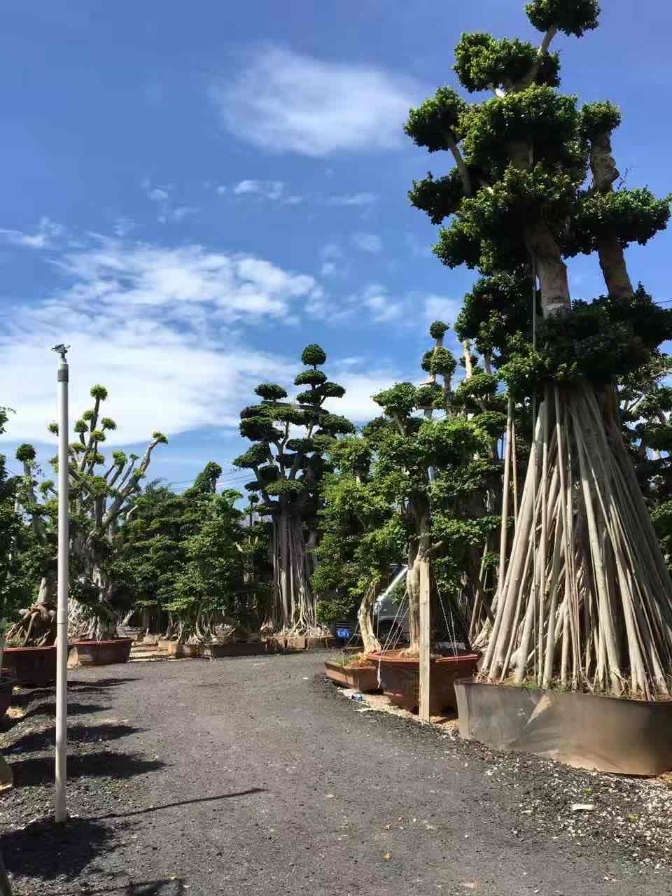 3.3m tall single trunk cloud ficus